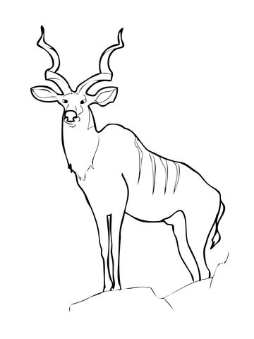 Greater Kudu Coloring Page